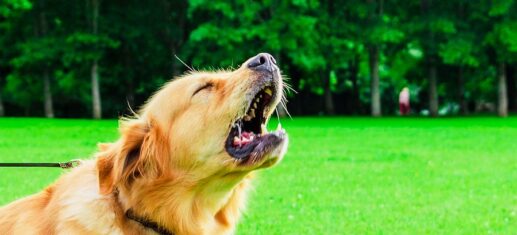 Non riesci a far smettere di Abbaiare il tuo Cane? Cause e soluzioni PetMania
