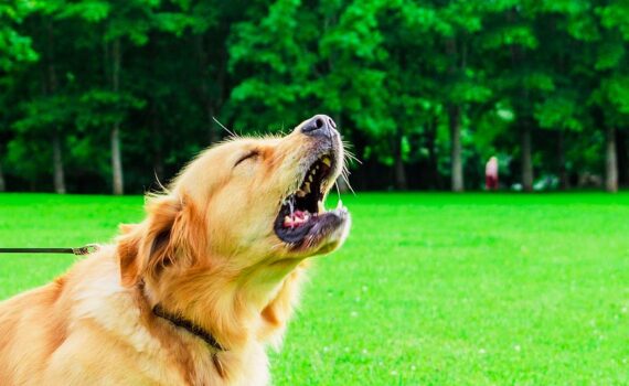 Non riesci a far smettere di Abbaiare il tuo Cane? Cause e soluzioni PetMania