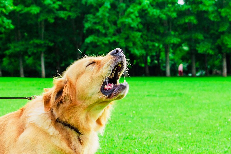 Non riesci a far smettere di Abbaiare il tuo Cane? Cause e soluzioni
PetMania