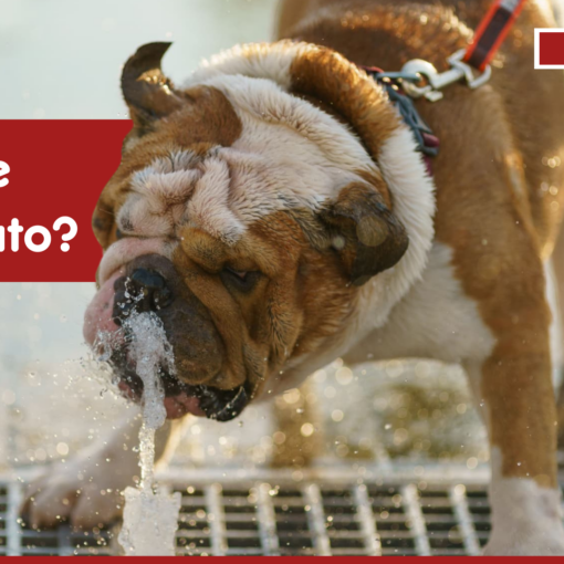 Come Far Sentire Meno Caldo al Cane PetMania