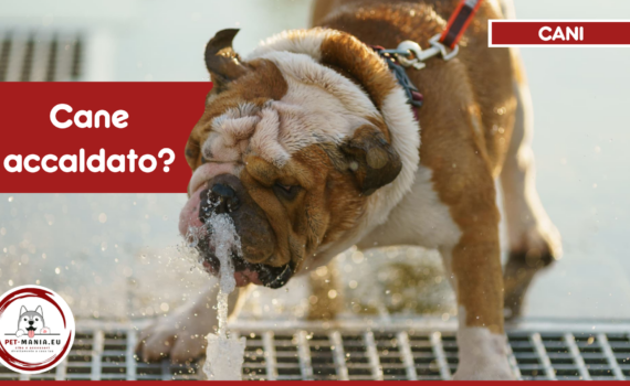 Come Far Sentire Meno Caldo al Cane PetMania