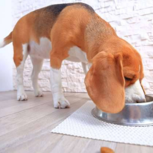 Far Mangiare il Cane Lentamente per Migliorare la Digestione PetMania