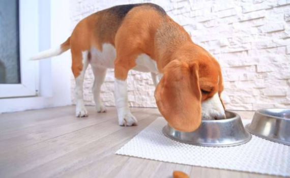 Far Mangiare il Cane Lentamente per Migliorare la Digestione PetMania