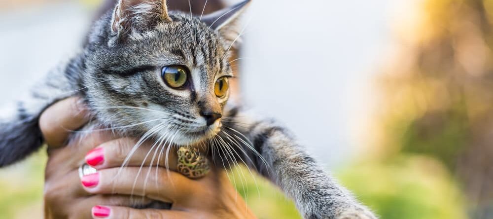 Perchè prendere in braccio il tuo gatto può essere pericoloso PetMania