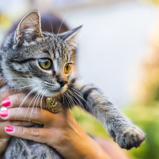 Perchè prendere in braccio il tuo gatto può essere pericoloso PetMania