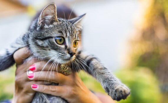 Perchè prendere in braccio il tuo gatto può essere pericoloso PetMania