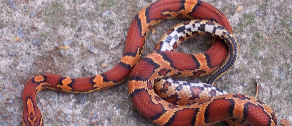 Perchè il Corn Snake è così tanto voluto e affascinante iMania
