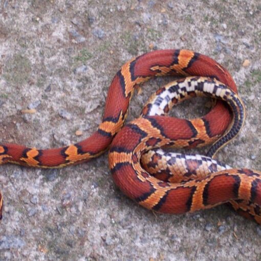 Perchè il Corn Snake è così tanto voluto e affascinante iMania