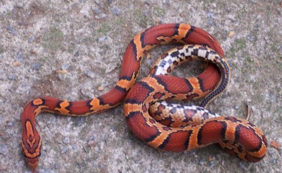 Perchè il Corn Snake è così tanto voluto e affascinante iMania