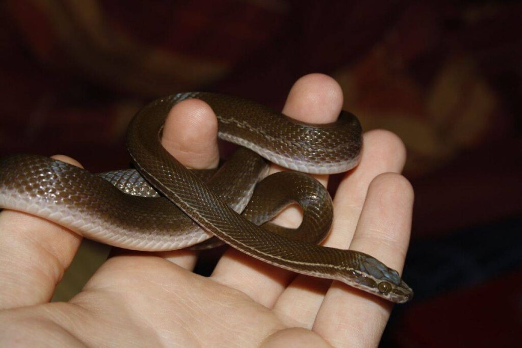 Vivere con un Serpente: Curiosità, Miti e Benefici di Questo Animale da Compagnia
PetMania