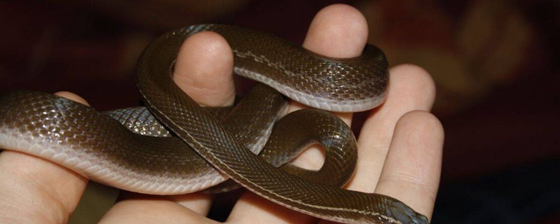 Vivere con un Serpente: Curiosità, Miti e Benefici di Questo Animale da Compagnia PetMania