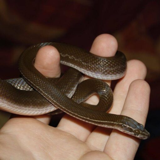 Vivere con un Serpente: Curiosità, Miti e Benefici di Questo Animale da Compagnia PetMania