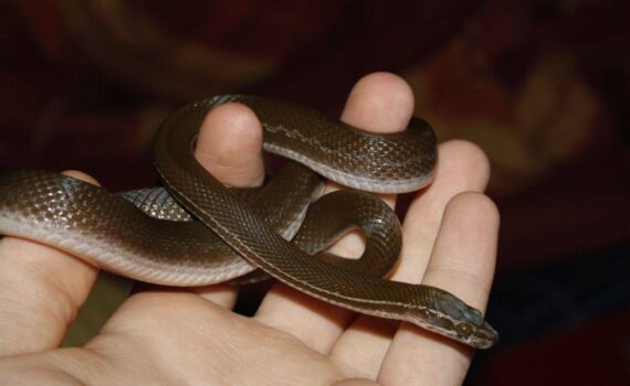 Vivere con un Serpente: Curiosità, Miti e Benefici di Questo Animale da Compagnia PetMania
