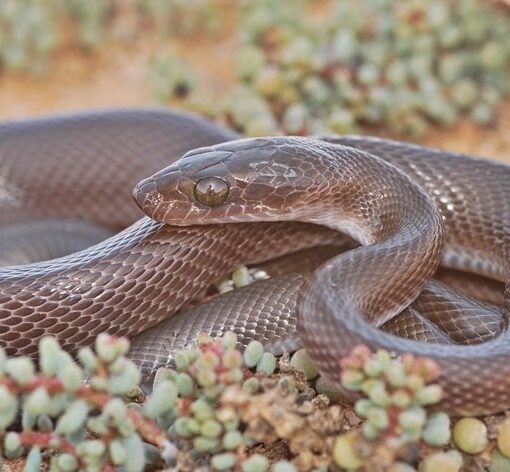 Tenere un Serpente in Casa Senza Stress PetMania