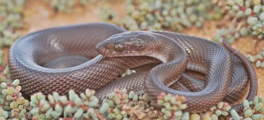 Tenere un Serpente in Casa Senza Stress PetMania