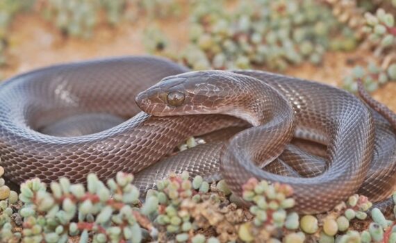 Tenere un Serpente in Casa Senza Stress PetMania