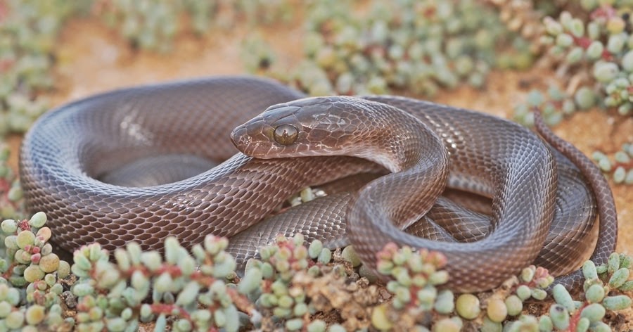 Tenere un Serpente in Casa Senza Stress
PetMania