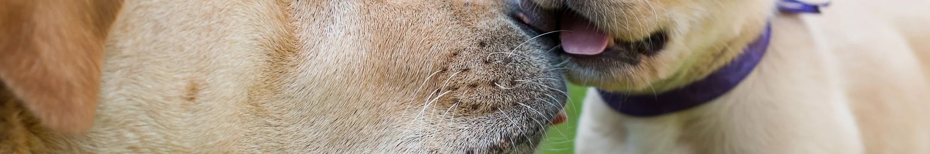 Come Integrare un Labrador nella Vita Quotidiana PetMania