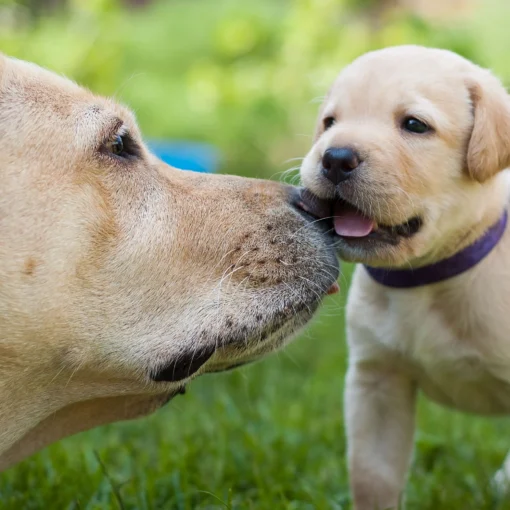 Come Integrare un Labrador nella Vita Quotidiana PetMania