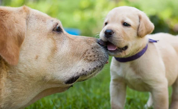 Come Integrare un Labrador nella Vita Quotidiana PetMania