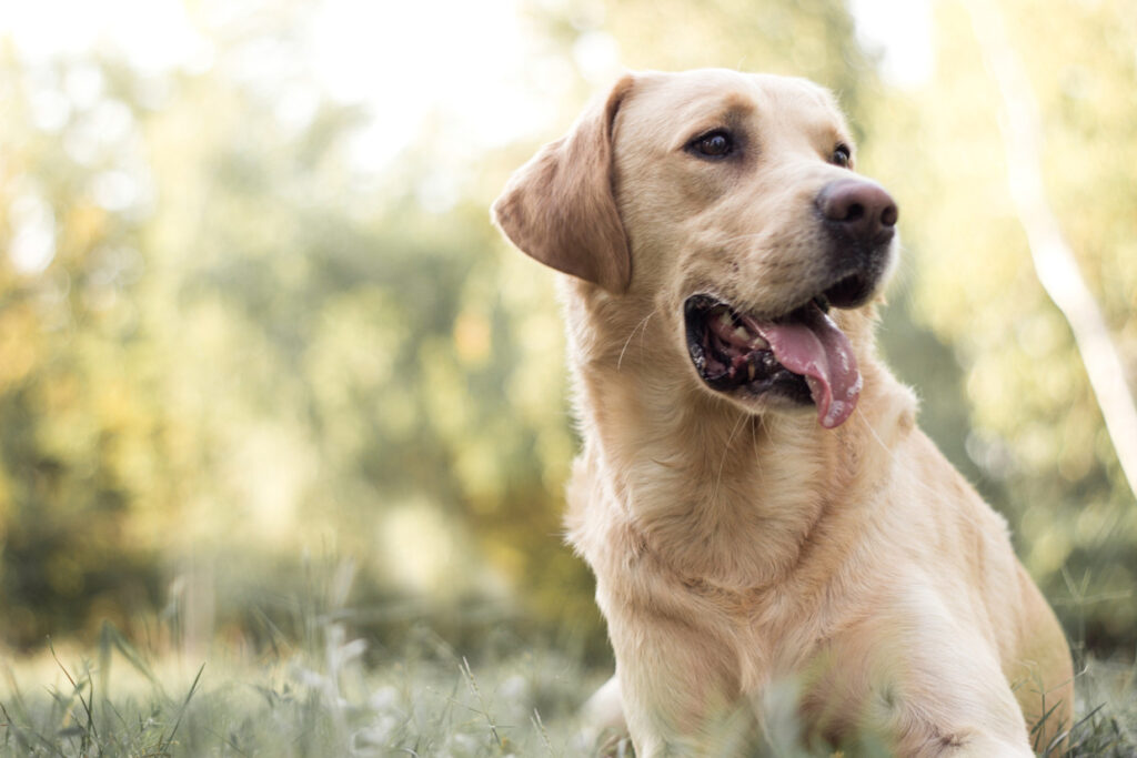 Addestramento del Labrador: Tecniche Efficaci e Consigli Pratici
PetMania
