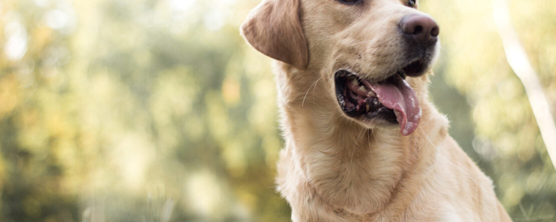 Addestramento del Labrador: Tecniche Efficaci e Consigli Pratici PetMania