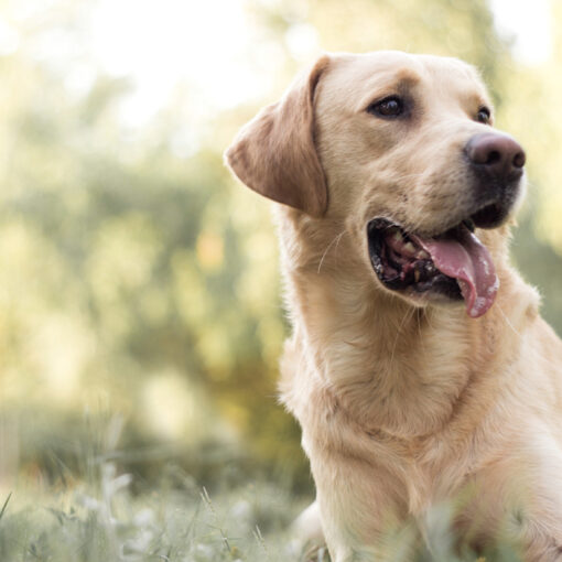 Addestramento del Labrador: Tecniche Efficaci e Consigli Pratici PetMania
