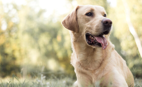 Addestramento del Labrador: Tecniche Efficaci e Consigli Pratici PetMania