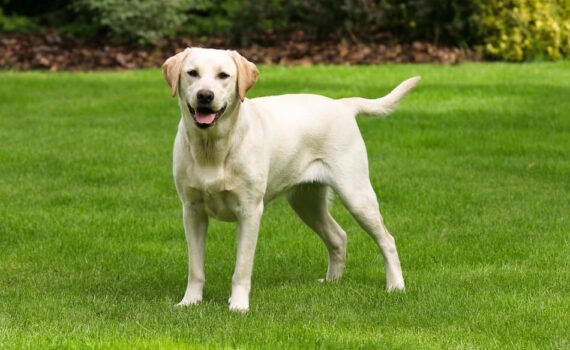 Sai davvero come prenderti cura del Labrador? Guida Completa PetMania