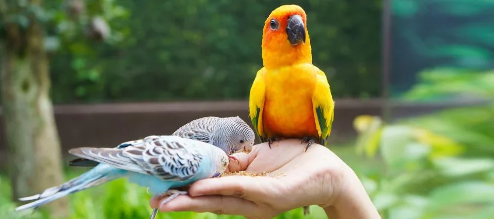 Come Addestrare il Tuo Pappagallo Domestico: Tecniche e Consigli Pratici petMania