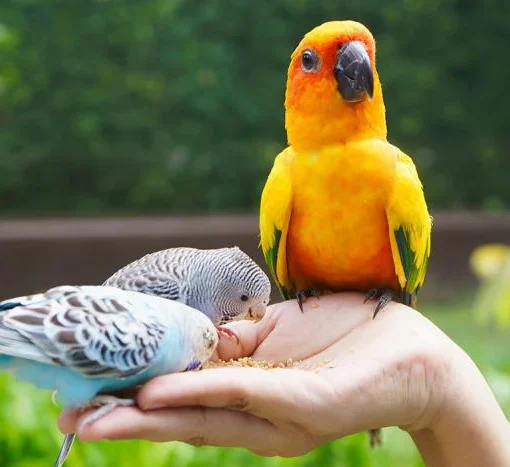 Come Addestrare il Tuo Pappagallo Domestico: Tecniche e Consigli Pratici petMania