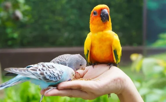 Come Addestrare il Tuo Pappagallo Domestico: Tecniche e Consigli Pratici petMania