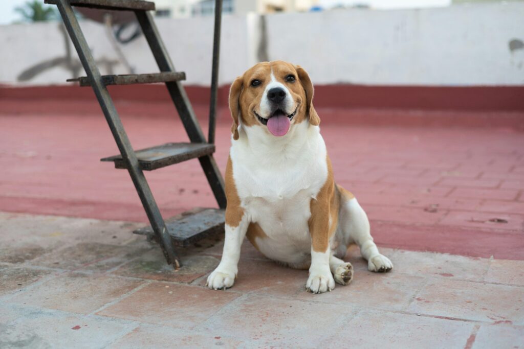 Come Fare a Capire se il tuo Cane deve fare i Bisogni
PetMania