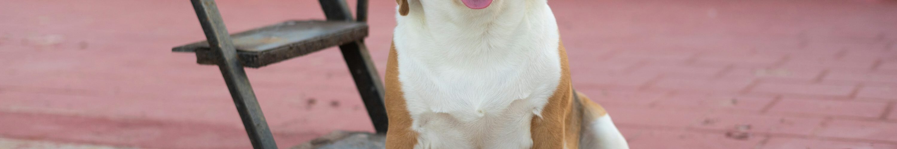 Come Fare a Capire se il tuo Cane deve fare i Bisogni PetMania