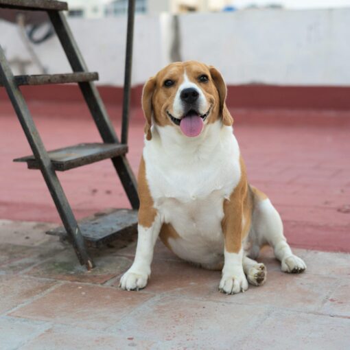 Come Fare a Capire se il tuo Cane deve fare i Bisogni PetMania