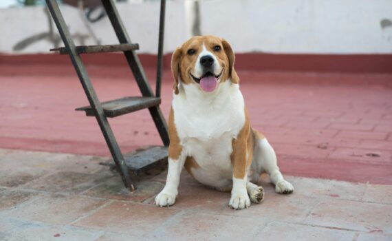Come Fare a Capire se il tuo Cane deve fare i Bisogni PetMania