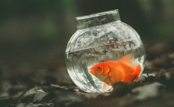 Cosa Dare da Mangiare ai Pesci Rossi per una Dieta Equilibrata PetMania