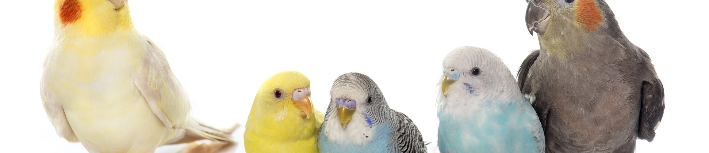 Guida Completa alla Cura dei Pappagalli Domestici: Alimentazione, Habitat e Salute petMania