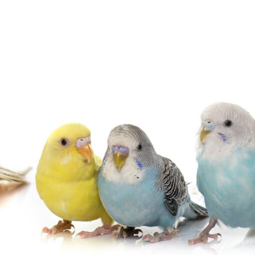 Guida Completa alla Cura dei Pappagalli Domestici: Alimentazione, Habitat e Salute petMania