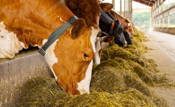 Cosa Mangiano le Mucche per rimanere sane PetMania