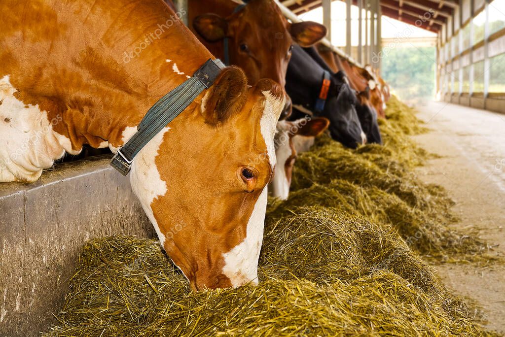 Cosa Mangiano le Mucche per rimanere sane
PetMania