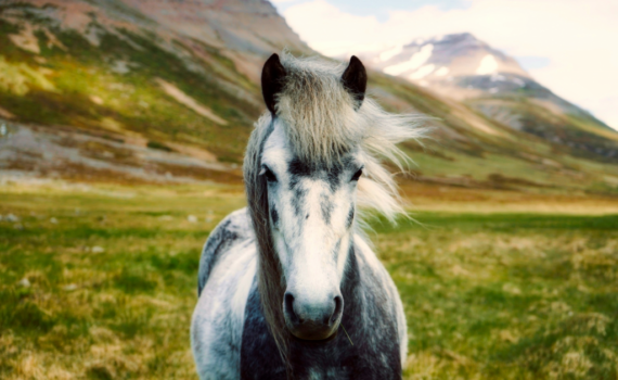 Cosa Dare da Mangiare a un Pony per un'Alimentazione Sana PetMania