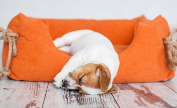Scopri Tutto sul Riposo dei Nostri Fedeli Amici PetMania