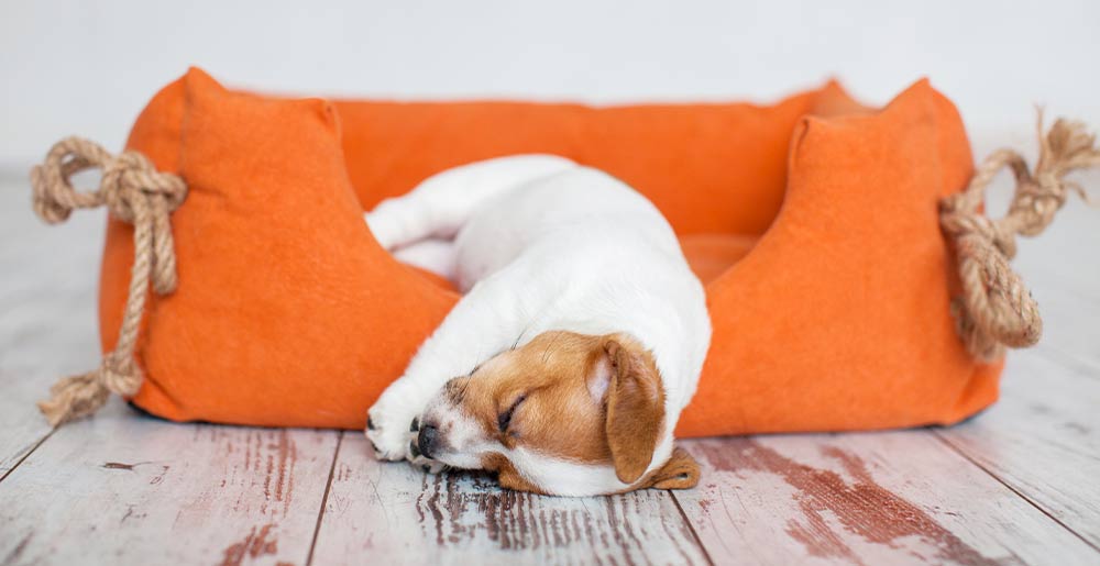 Scopri Tutto sul Riposo dei Nostri Fedeli Amici
PetMania