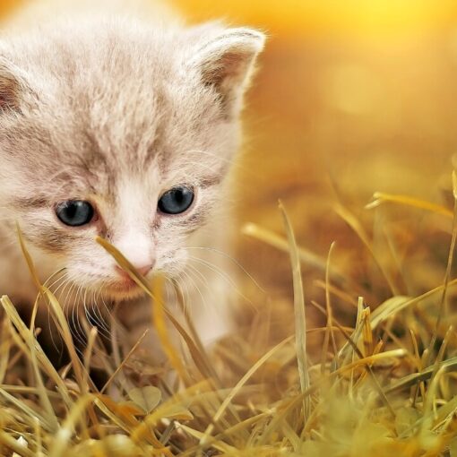 Come Educare un Gatto per creare un Legame Speciale PetMania