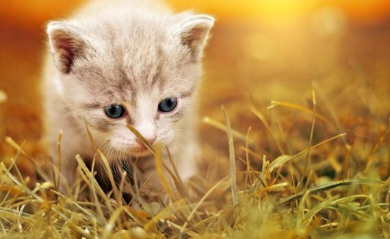 Come Educare un Gatto per creare un Legame Speciale PetMania