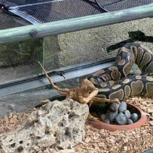 Come Creare l’Habitat Perfetto per il Tuo Serpente Domestico PetMania