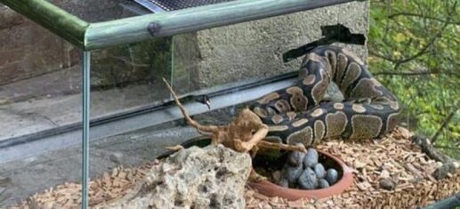 Come Creare l’Habitat Perfetto per il Tuo Serpente Domestico PetMania