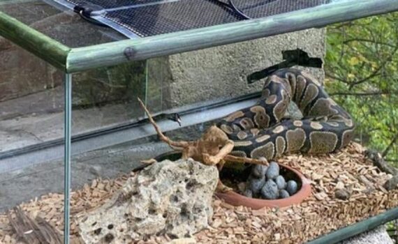 Come Creare l’Habitat Perfetto per il Tuo Serpente Domestico PetMania