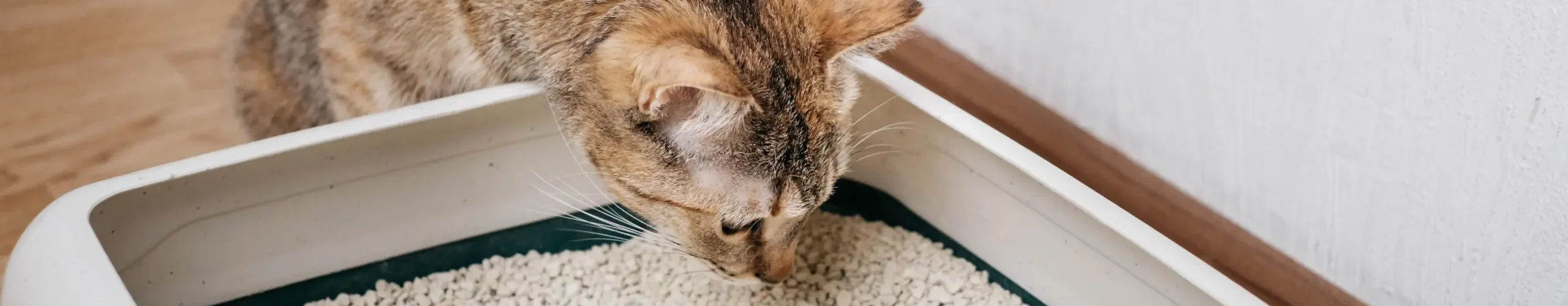 Come puoi far capire al tuo gatto che deve usare la lettiera? petMania
